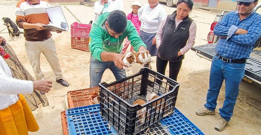 Fortalecen la producción de cuyes en el centro poblado de Poyor Ancash Perú