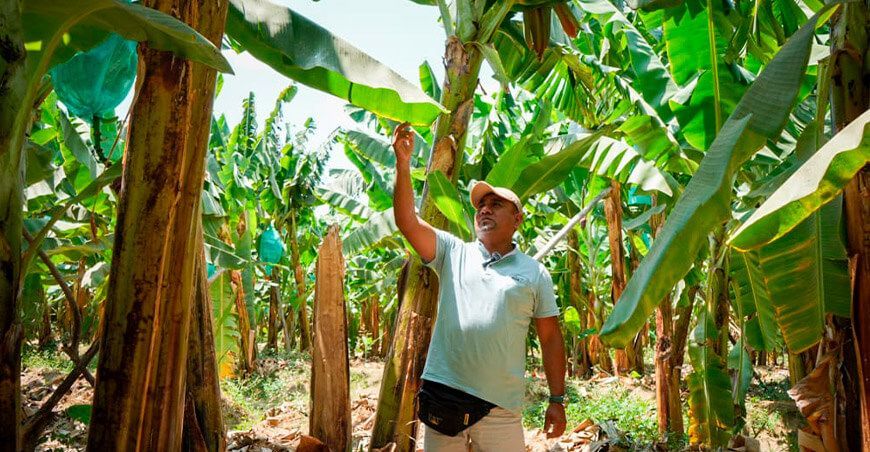 productor de cultivo de banano Piura Perú