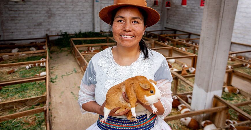 productora de cuy Midagri Perú