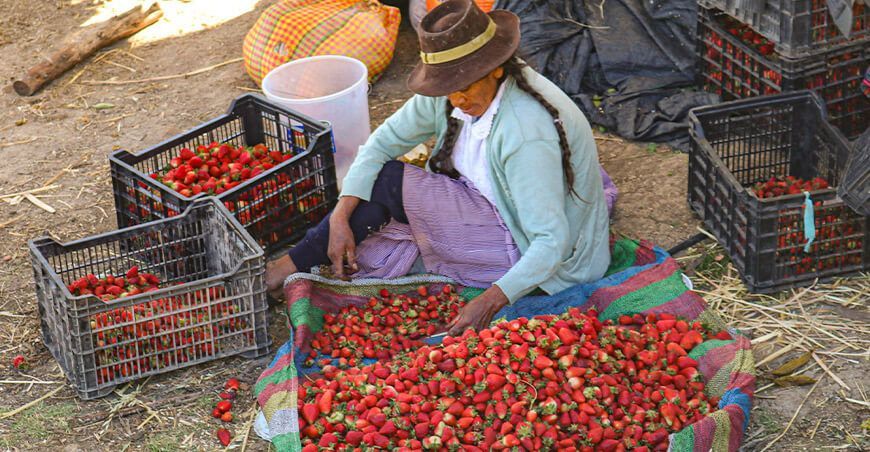 productora de fresas Perú