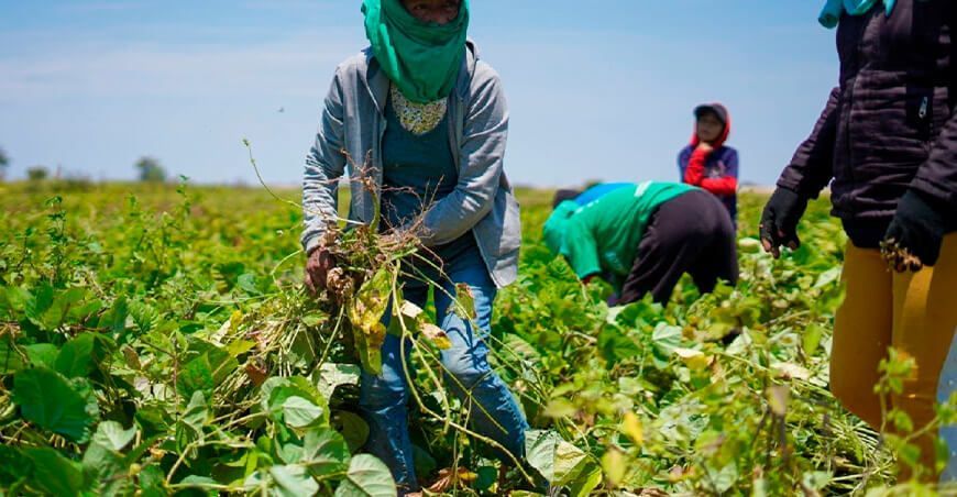productores cosecha de frijoles Piura Perú