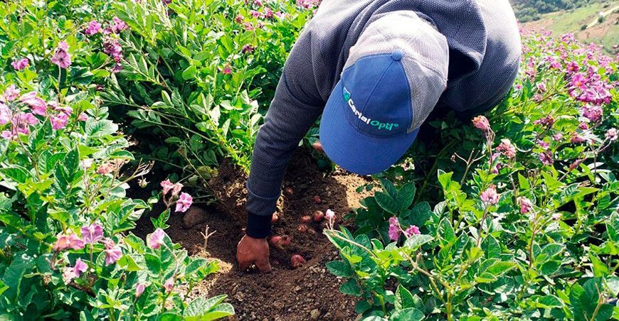 productor de papas nativas Perú