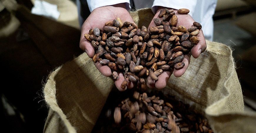 Productores de Madre de Dios exportan 25 toneladas de cacao a Europa