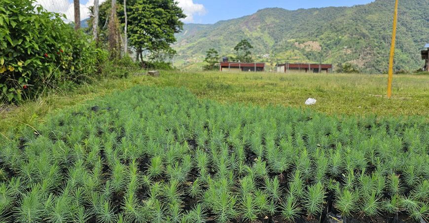 reforestación instalación plantones de pino Cajamarca Perú