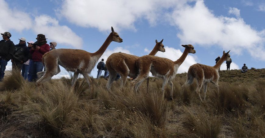 Repoblamiento de 240 vicuñas en Cospán impulsa conservación y economía local Cajamarca Perú