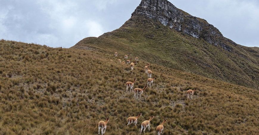 Repoblamiento de 240 vicuñas en Cospán impulsa conservación y economía local Cajamarca Perú
