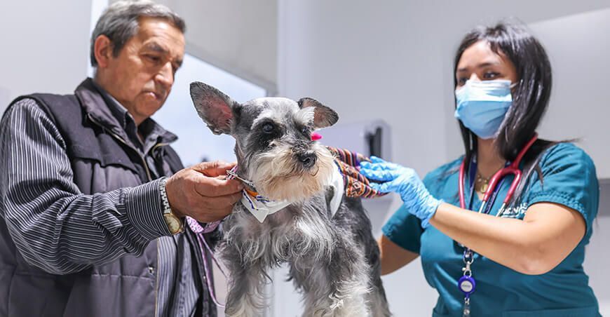 permisos sanitarios para viajar con tu mascota