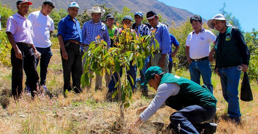 Senasa escuelas de campo para productores Perú