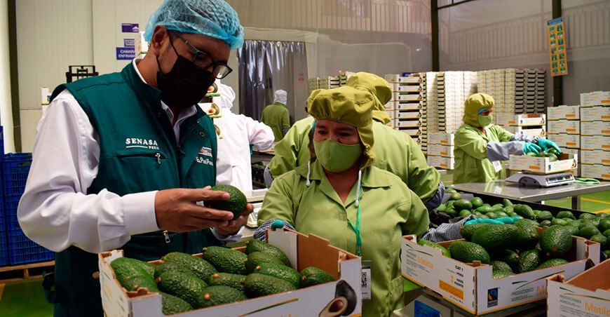 Senasa exportación de palta Hass Perú