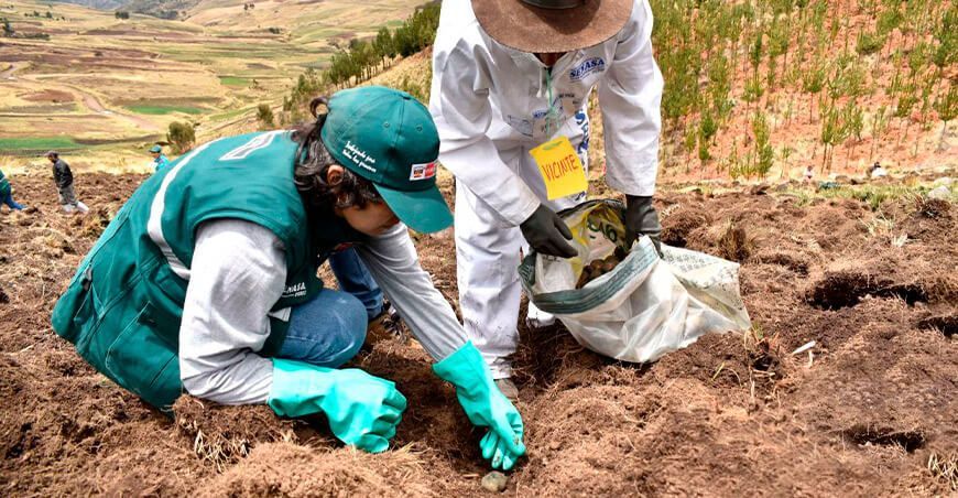 Senasa alimentos sanos e inocuos escuelas de campo Perú
