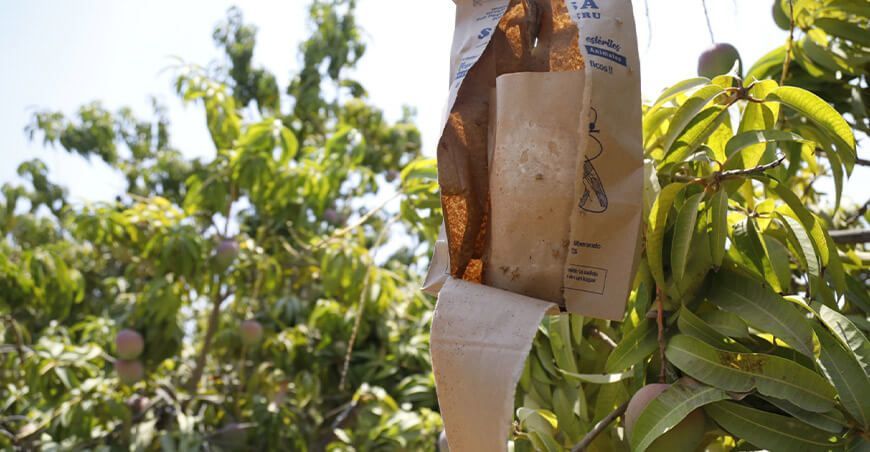 centro de producción de moscas de la fruta estériles Senasa Piura Perú