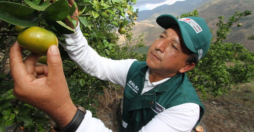 Senasa Perú protocolos fitosanitarios exportación de mandarinas peruanas 