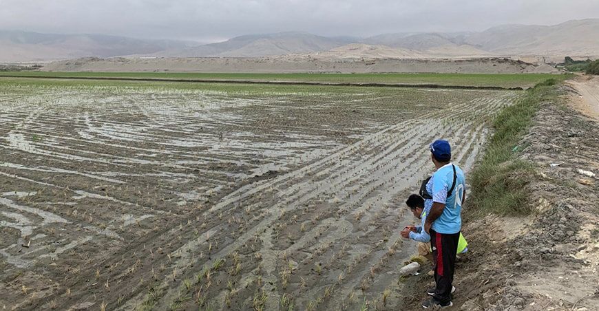 Déficit hídrico amenaza la campaña agrícola cultivo de arroz Perú