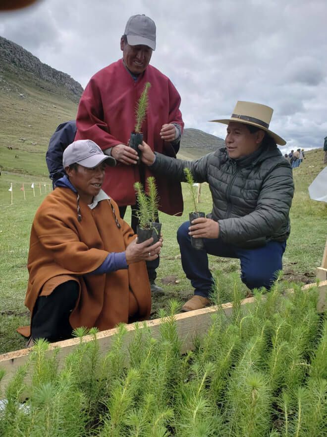 cofinanciar planes de negocio forestales Serfor Midagri Perú instalación de plantones de pino