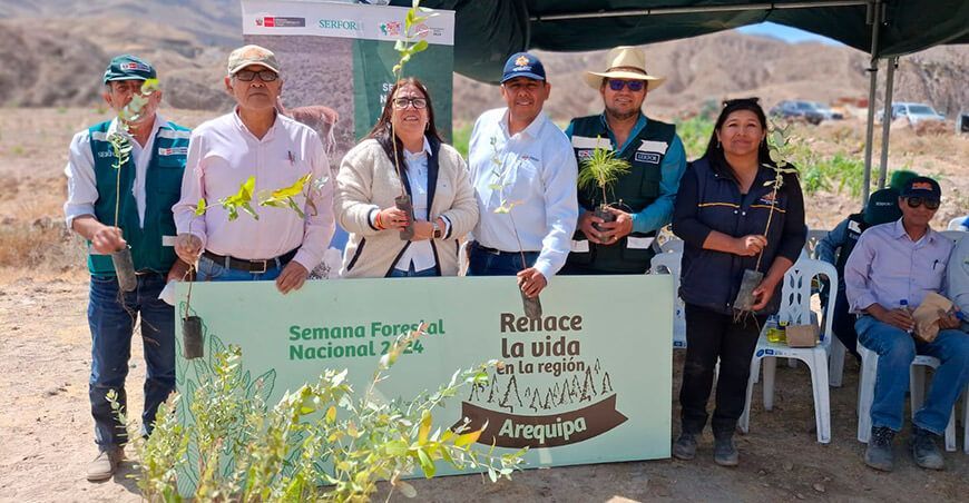 Serfor y el gobierno regional instalaron 1500 plantones de pino y eucalipto en Yura Viejo Arequipa Perú