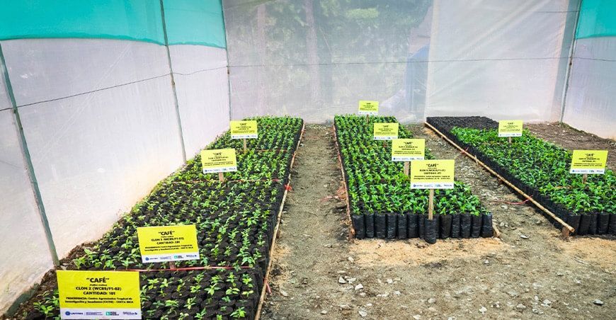 UNTRM importó 2500 plantines de híbridos de café del CATIE de Costa Rica
