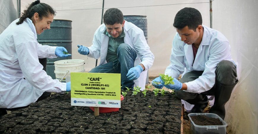 UNTRM importó 2500 plantines de híbridos de café del CATIE de Costa Rica