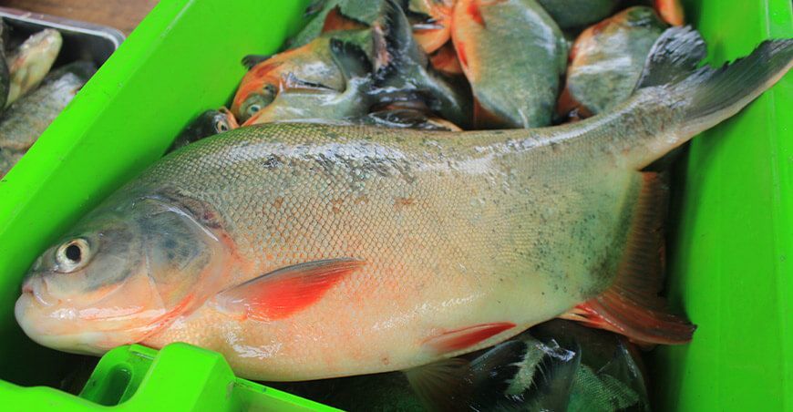 piscicultores vendieron pescados amazónicos Vraem Devida Perú