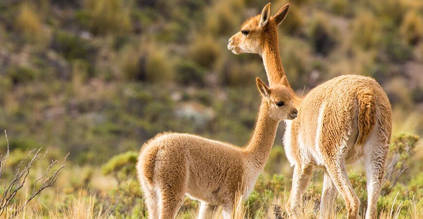 vicuñas camélidos sudamericanos Perú