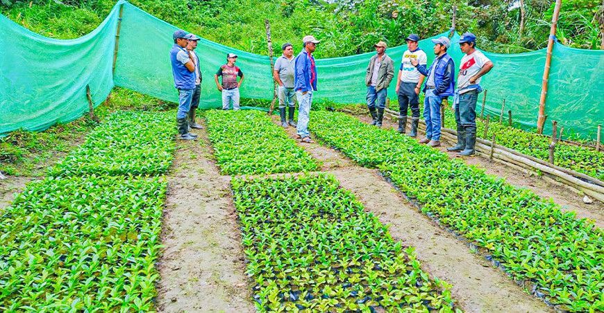 vivero forestal Piura Perú