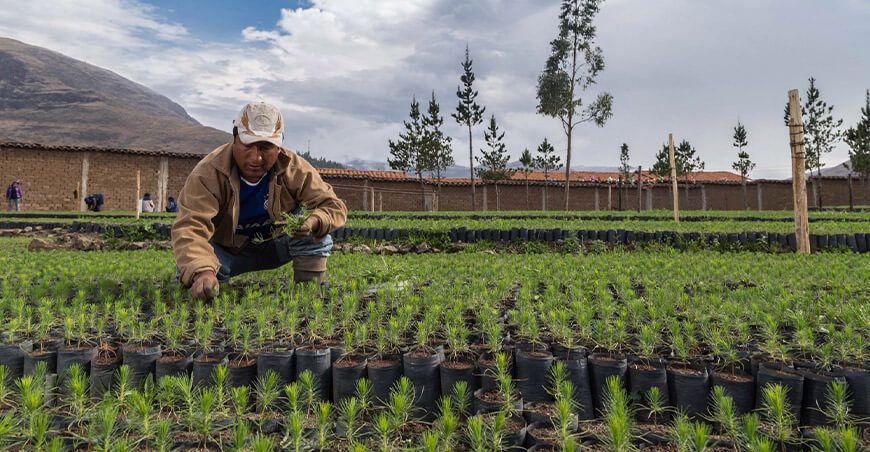 producción de plantones forestales pino Perú