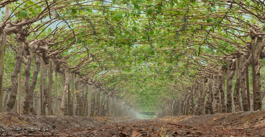 Cómo mejorar la productividad agrícola y la resiliencia climática con el riego por aspersores