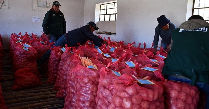Productores Ayacucho se convierten en semilleristas certificados por el Senasa INIA Perú