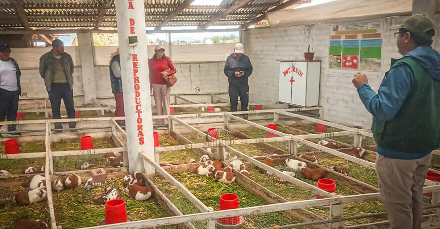 Productores fortalecen sus capacidades en la cadena productiva de cuyes Agro Rural Junín Perú
