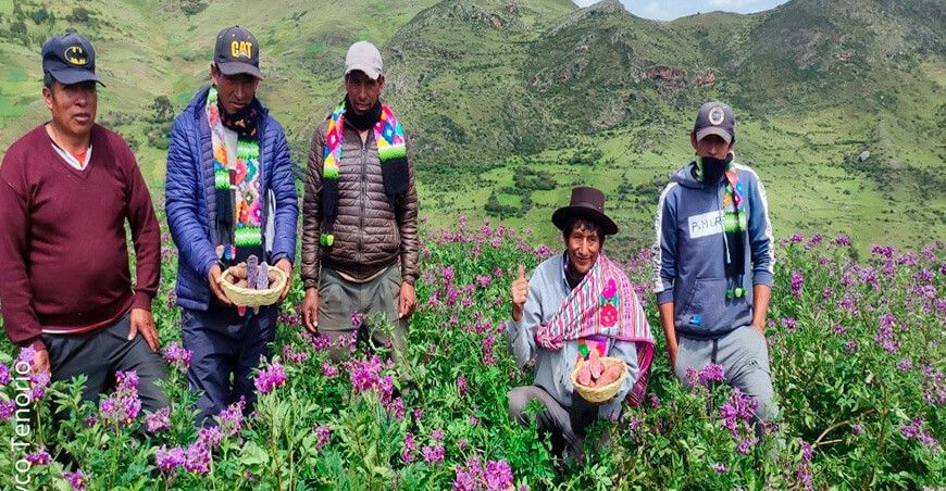 agroecología producción de cultivo de papa Perú
