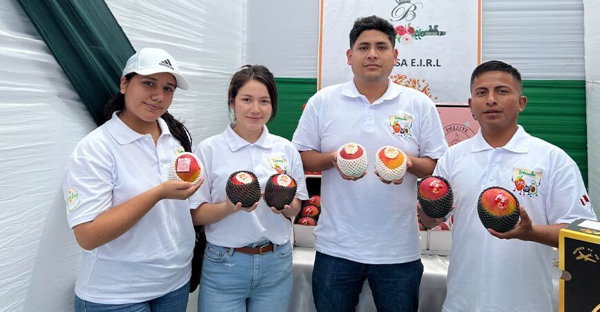Áncash inicia campaña de exportación de mango peruano