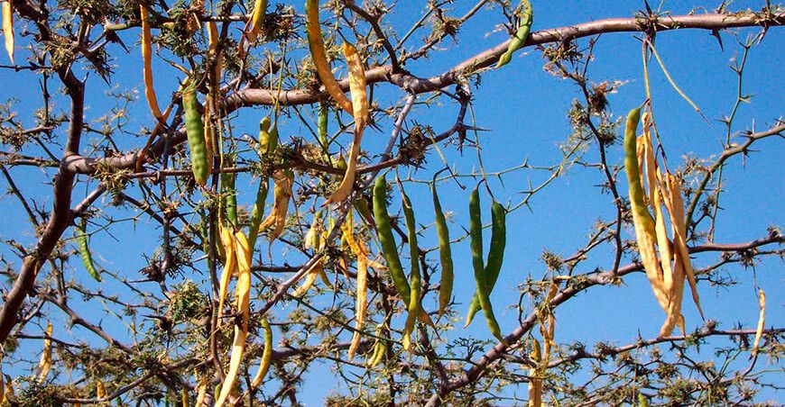 cultivo de algarrobo Piura Perú