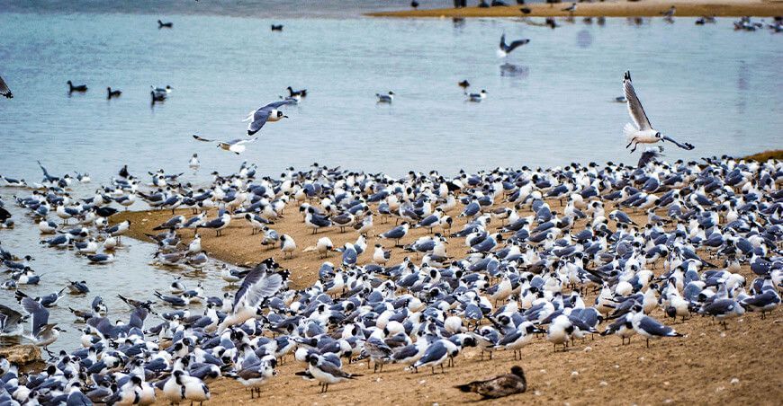 Más de 10 000 gaviotas de Franklin de Norteamérica “aterrizaron” en los Pantanos de Villa en Lima Perú