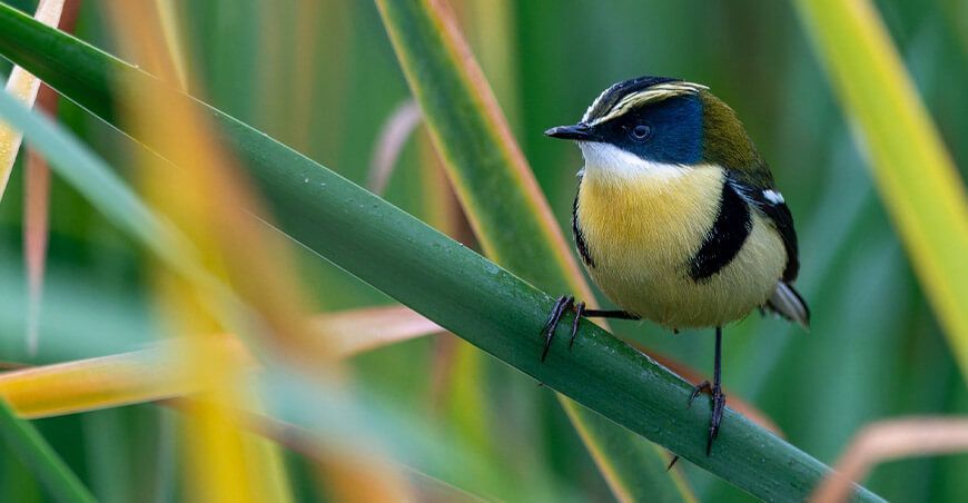 Campaña Humedal sin pirotecnia para proteger aves silvestres en los Pantanos de Villa Lima Perú