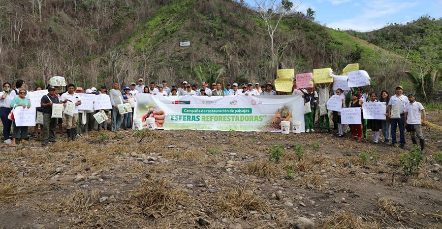 IIAP inicia reforestación de áreas afectadas por incendios forestales bolitas reforestadoras San Martín Perú
