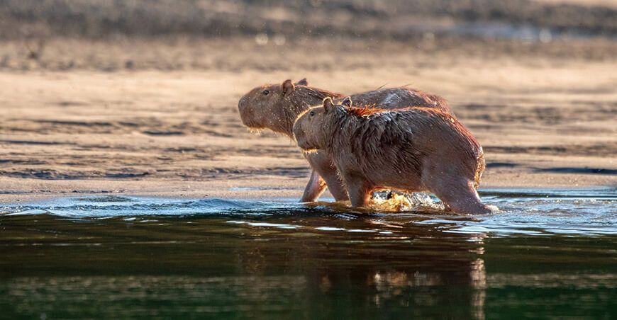 Capibara: Roedor ícono de la biodiversidad está presente en las áreas naturales protegidas Perú Sernanp