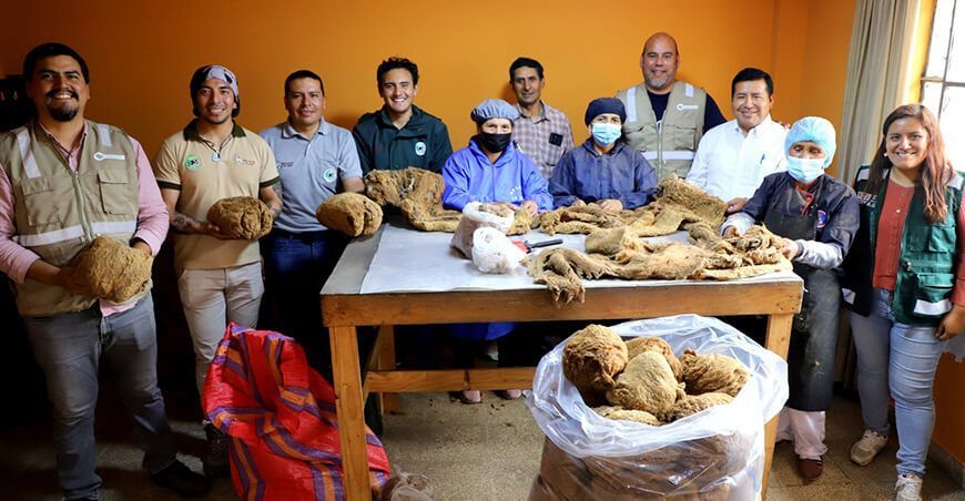 Por primera vez comercializan fibra de vicuña de Cajamarca para exportar a Italia