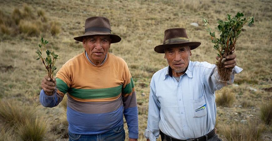 Comunidad de Aquia rompe récord con la siembra de 150 000 árboles nativos de queñuales en un solo día Ancash Perú