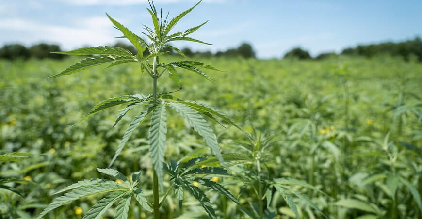 Congreso cultivo cañamo Perú