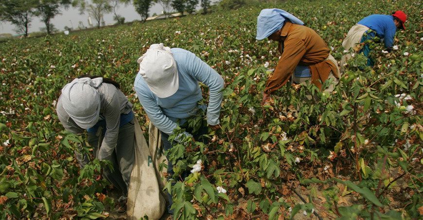 productores de cultivo de algodón Perú