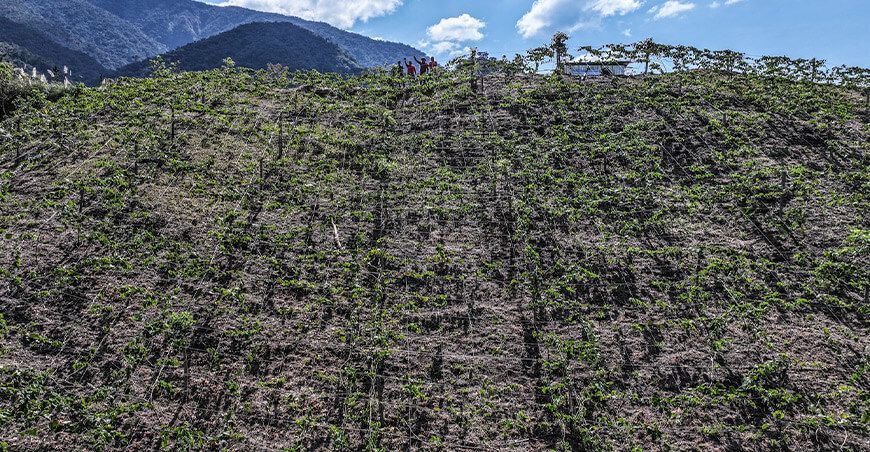 Cultivo de granadilla Cajamarca Perú