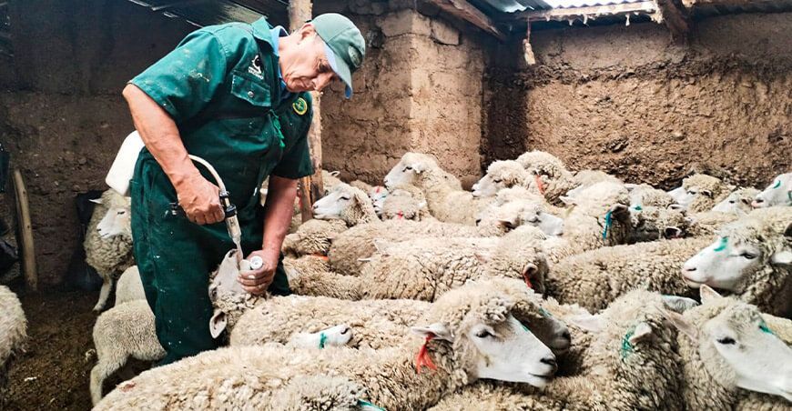 Lograron dosificar a 3000 ovinos en Santa Rosa de Tistes Junín Perú
