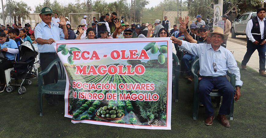 Escuelas de Campo fortalecen capacidades de más de 1000 olivicultores en Tacna