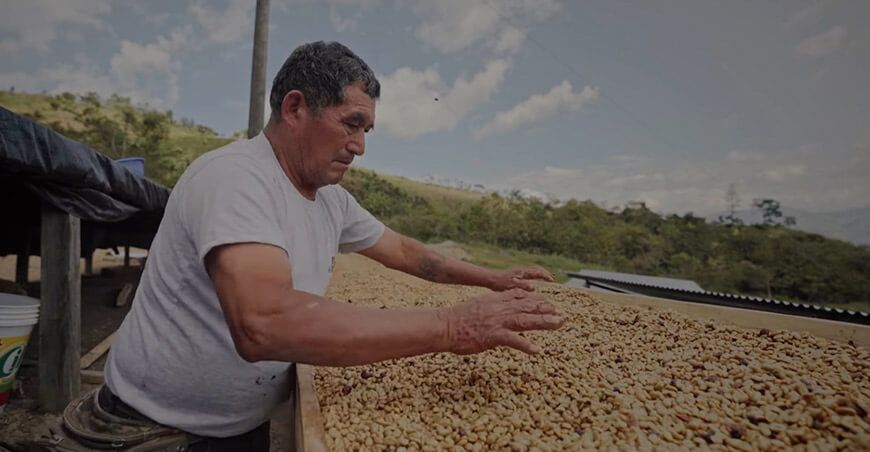 Finca Churupampa: Café sostenible de Cajamarca conquista mercados internacionales con innovación