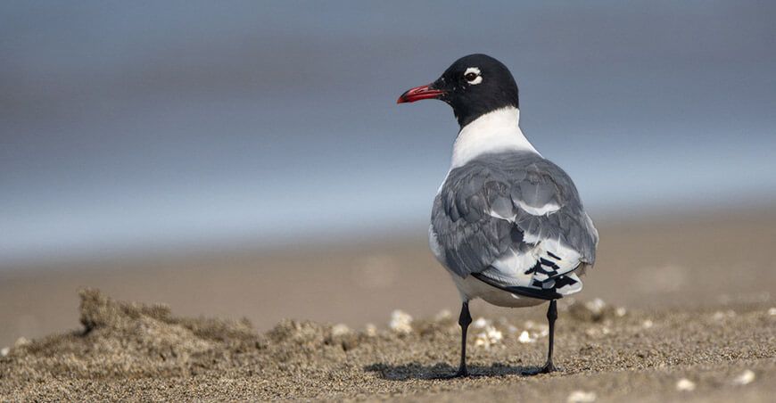 Más de 10 000 gaviotas de Franklin de Norteamérica “aterrizaron” en los Pantanos de Villa Lima Perú