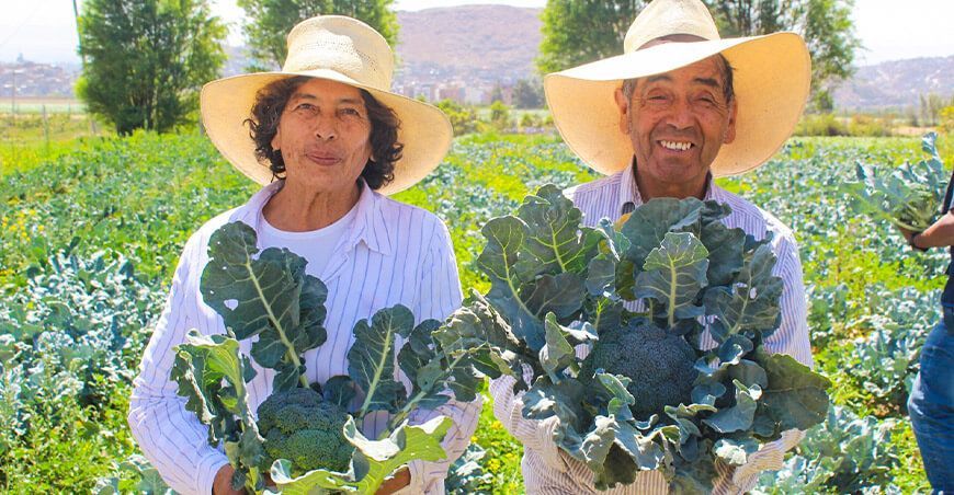 Impulsan agricultura regenerativa en la producción de hortalizas en Sachaca Arequipa Perú