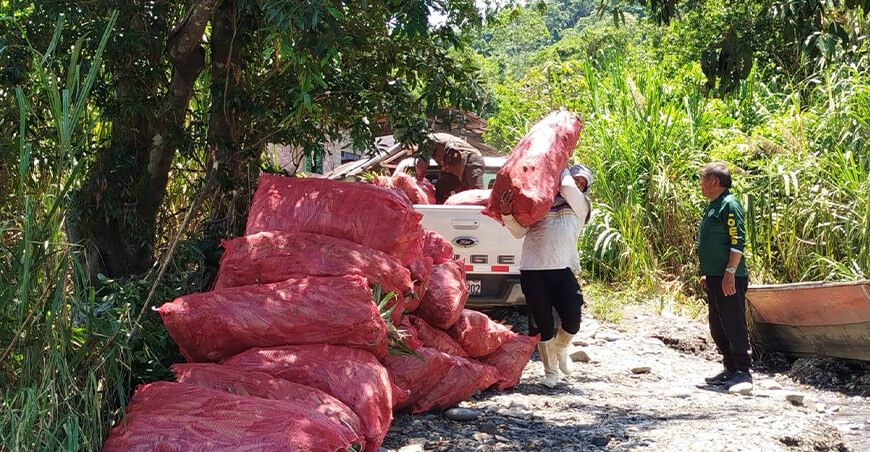 Gerencia Regional de Desarrollo Agrario de Puno entregó hijuelos de piña e insumos a 278 productores frutícolas de cinco distritos en las provincias de Sandia y Carabaya