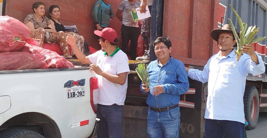 Gerencia Regional de Desarrollo Agrario de Puno entregó hijuelos de piña e insumos a 278 productores frutícolas de cinco distritos en las provincias de Sandia y Carabaya.