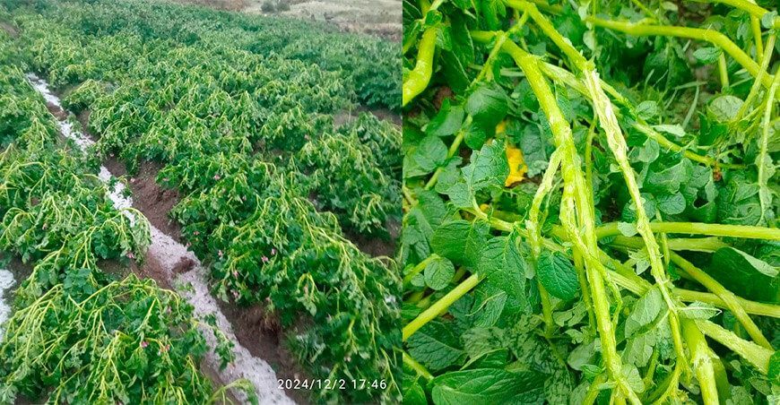 Granizada afecta sembríos de papa en Santa Cruz de Pichiu Huari Ancash Perú