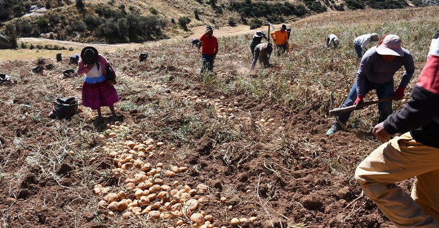 Productores Ayacucho se convierten en semilleristas certificados por el Senasa INIA Perú