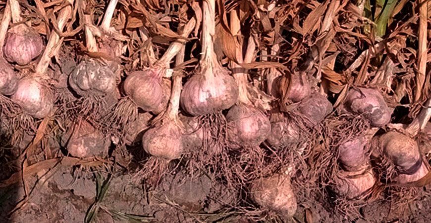 INIA presenta “Donajus”, nueva variedad de ajo con alto rendimiento productivo Perú